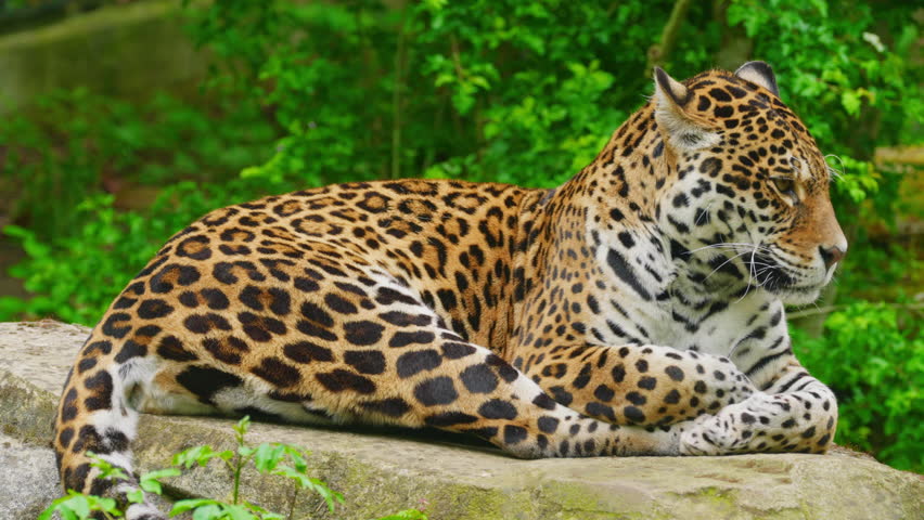 Solitary jaguar lies on a rock, resting in public zoo