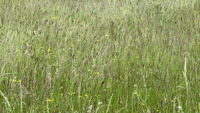 Wind blowing through a field of tall grass on the island of Iona Scotland
