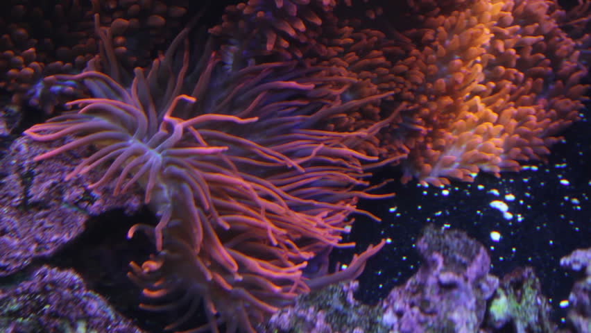 Sea Anemone sways in the current.