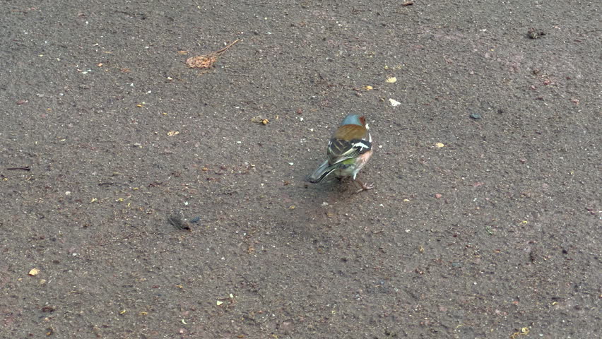 Closeup footage of a cute finch picking crumbs of nuts on the ground