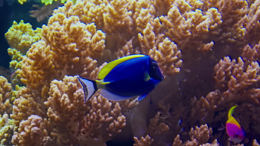 Brightly colored exotic fish swim between corals on the seabed