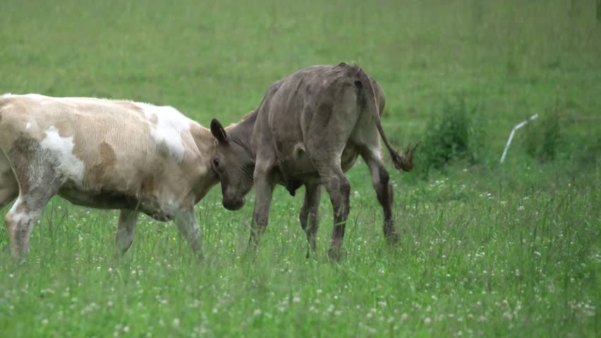 Epic Cow Clash – Rare Footage of Horn Battle as Entire Herd Rushes to Watch! Two Cows Fight. Unseen Farm Drama. 
