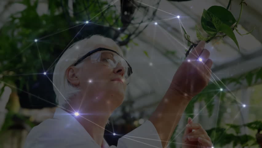 Senior scientist reaching toward vine, retrieving tool and cutting leaf sample for plant research. Botany, research, botanical, environmental, scientific, contemplative, natural