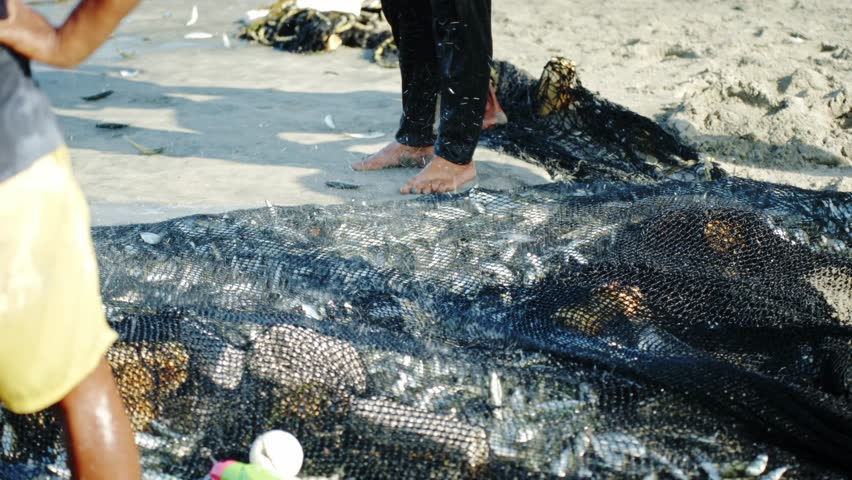 Traditional fishing net full of sardines and pollution