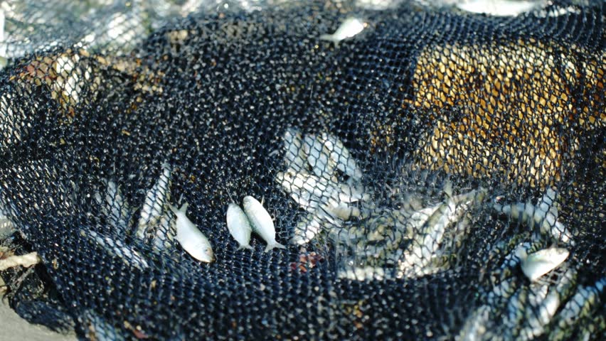 Close-up of fresh sardines tangled in black fishing net on sandy beach