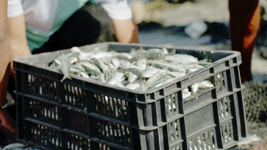 Black plastic box packed with fish on beach handled by local fisherman