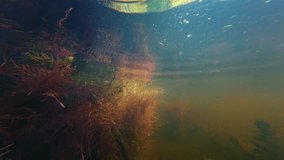 willow root grow underwater and filter water, sun ray backlight, low visibility muddy water, organic particle pollution, surface reflection, green algae in shallow freshwater river Buher in Lityn - Powered by Shutterstock - Get 15% off with code: PIKWIZARD15