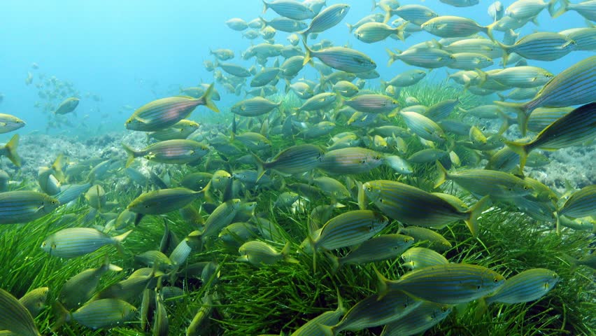 Marine life - Big school of salema fish - Scuba diving in Majorca