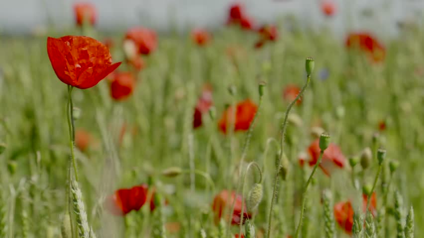Red poppies on a wheat field
