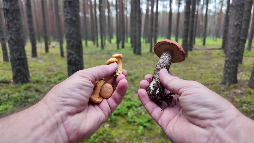 A mushroom picker holds edible chanterelle and aspen mushrooms in his hands, first-person view.