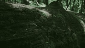Macro footage of an old tree trunk covered with patchy moss. Slow handheld camera movement from left to right reveals the rich textures and age of the wood. Perfect for nature backgrounds, meditation  - Powered by Shutterstock - Get 15% off with code: PIKWIZARD15