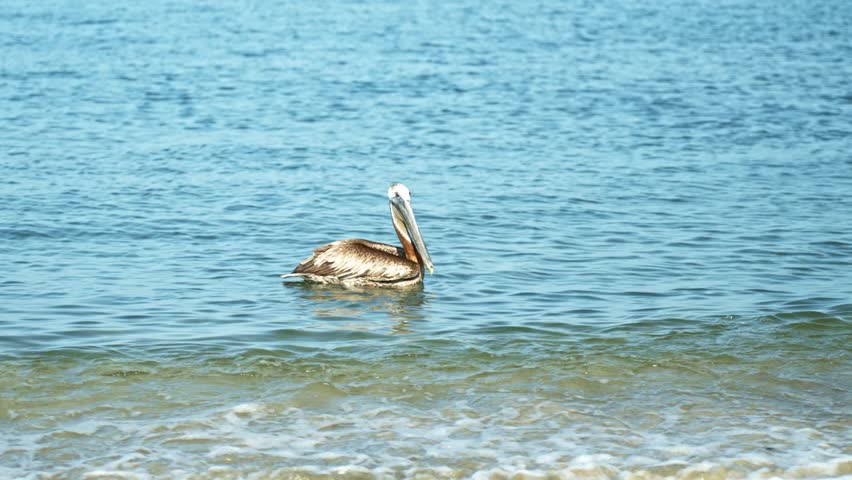 Brown pelican hunts for fish in shallow tropical sea near shore – Santa Marta, Colombia