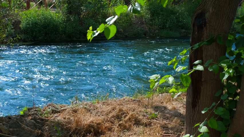 River water flowing gently on a sunny day. Clean river water flows gently on a sunny day, surrounded by lush green vegetation and a tree trunk, creating a peaceful and idyllic natural scene