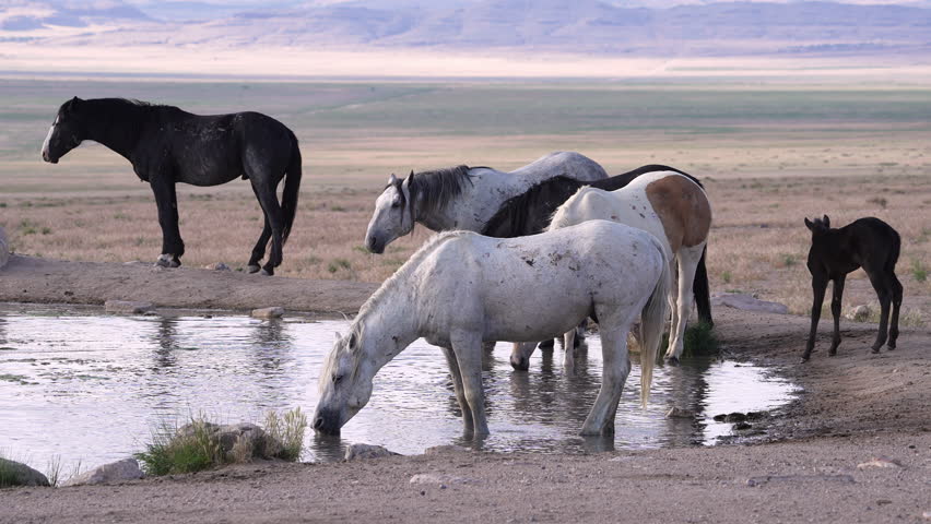 Wild horses drinking water in the Utah desert from a watering hole.
