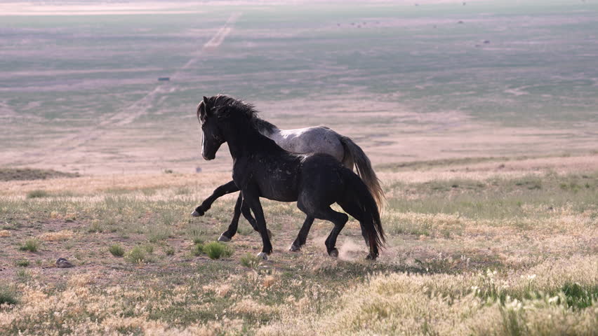 Wild horse stallions running alongside each other in the Utah Desert.