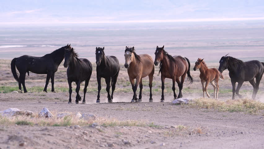 Wild horses lined up as they run in slow motion in the Utah desert.