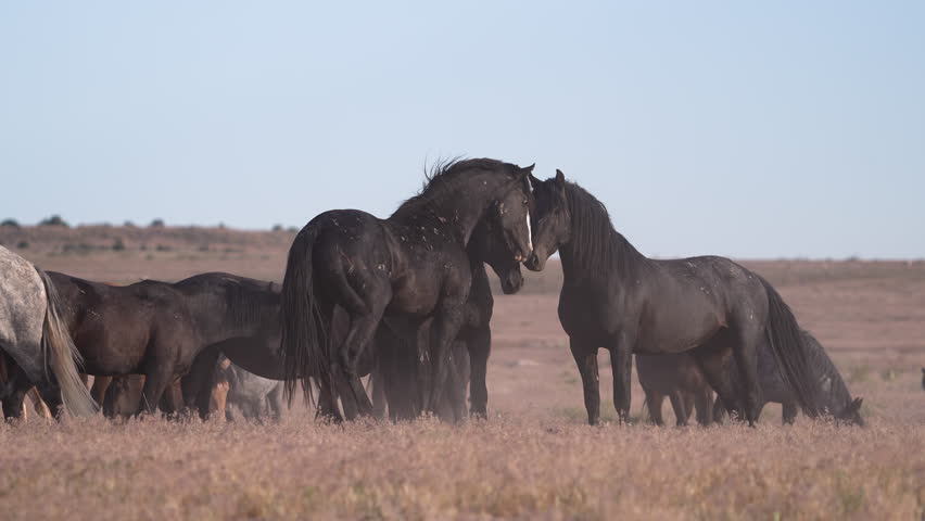 Wild horse Mustangs fighting with each other in slow motion along the pony express trail in Utah.
