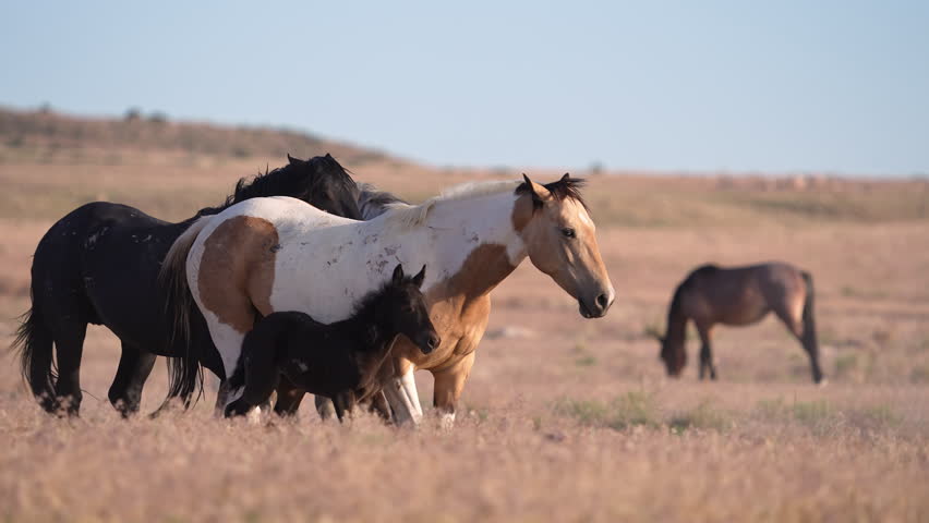 Close-up view of wild horses, showing their scars from fighting and being bitten in the Utah desert.