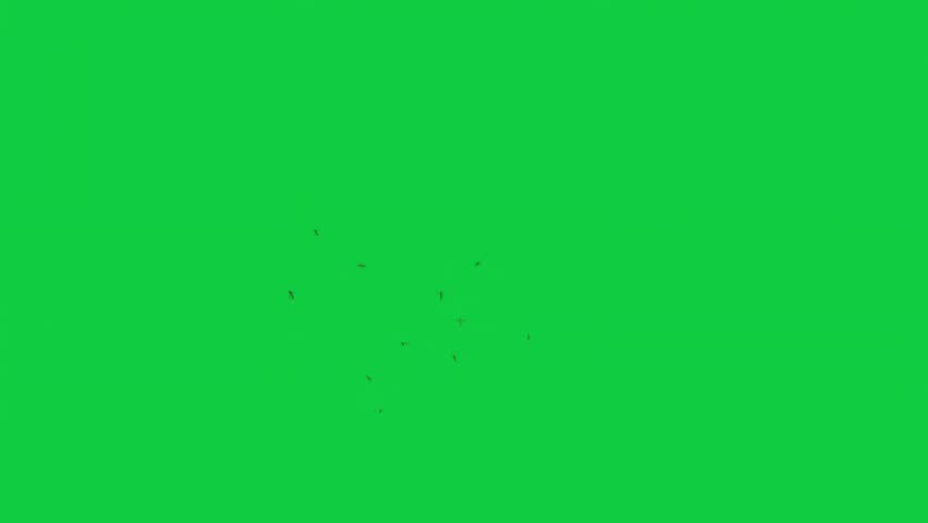 Shutterstock Video