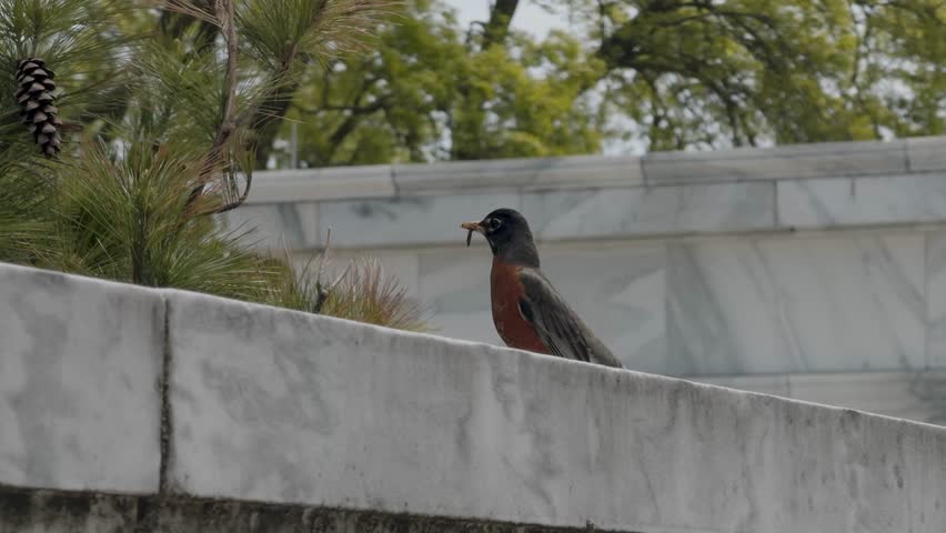 A close-up of an American Robin standing on grass with a worm in its beak. Captured in natural daylight, this wildlife moment highlights bird behavior in a spring setting.