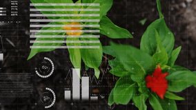 Top-down opening shot showing flowering plant, data overlays animating, camera panning zooming. Botanical, data visualization, technology, growth, analytics, nature, innovation - Powered by Shutterstock - Get 15% off with code: PIKWIZARD15