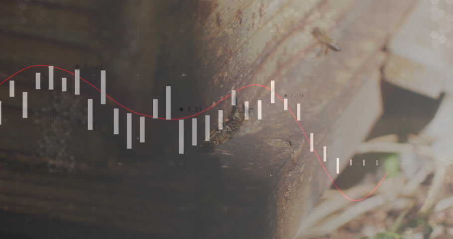Shutterstock Video