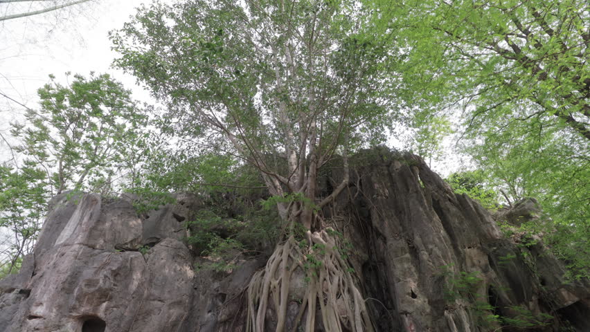 Top-down aerial view of a massive banyan tree with sprawling roots cloaking the rocky entrance of a natural cave, evoking mystery and ancient forest charm.