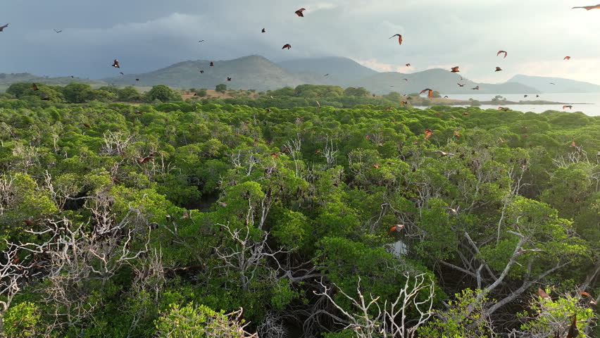 Sunda fruit bats, Acerodon mackloti, fly over an extensive mangrove forest on an island near Flores where their colony roosts. These large bats are considered a vulnerable species by the IUCN.