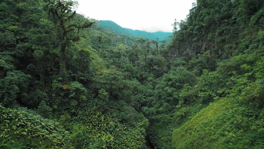 Dense green rainforest covering steep hills and valleys in Costa Rica mountains