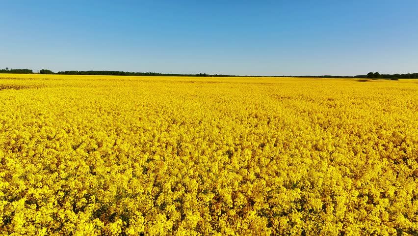 Vivid yellow rapeseed blossoms fill the landscape in spring rural Latvia, drone