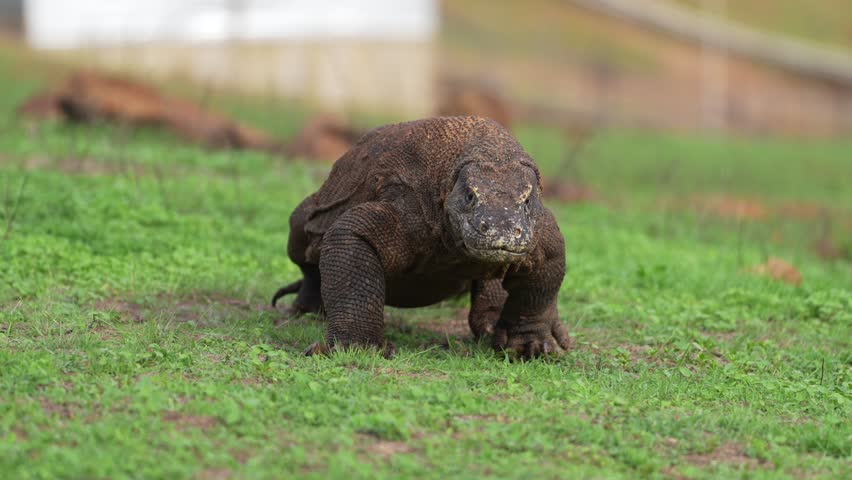 Komodo Dragon walks on grassy hill sensing surrounding environment