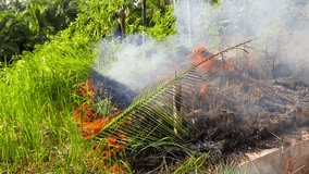 A roadside grass fire spreads through dry vegetation in a tropical area, caused by burning waste and hot weather after weeks without rain - Powered by Shutterstock - Get 15% off with code: PIKWIZARD15