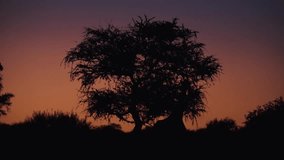 Giraffe silhouette feeding from tree at golden hour in Etosha National Park, Namibia. Warm orange light fades into night, capturing the beauty of African wildlife. - Powered by Shutterstock - Get 15% off with code: PIKWIZARD15