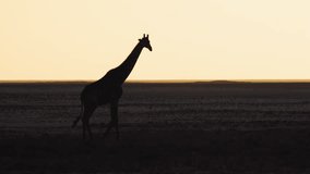 Silhouette of lone giraffe at sunset walking across the golden savanna, Etosha National Park, Namibia. Under warm fading light. - Powered by Shutterstock - Get 15% off with code: PIKWIZARD15