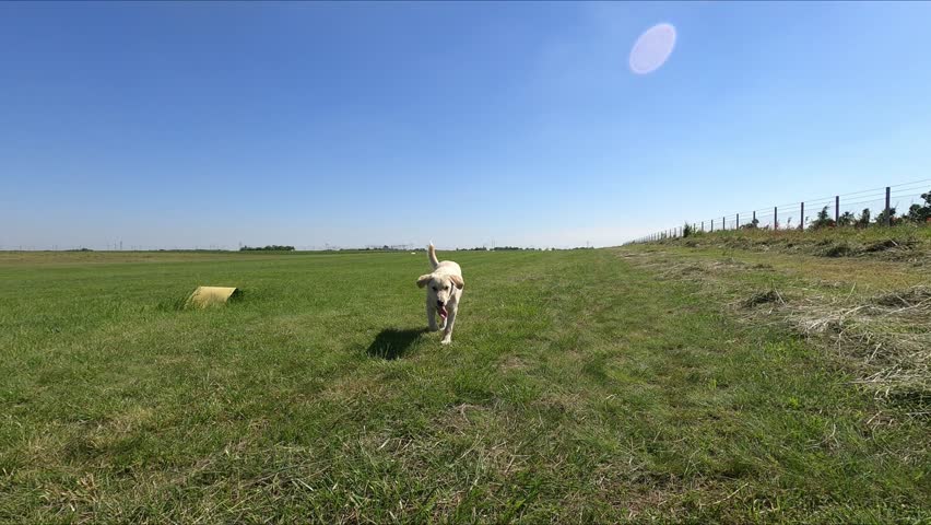 a light beige large dog, similar to a Labrador, runs wagging its tail, the dog