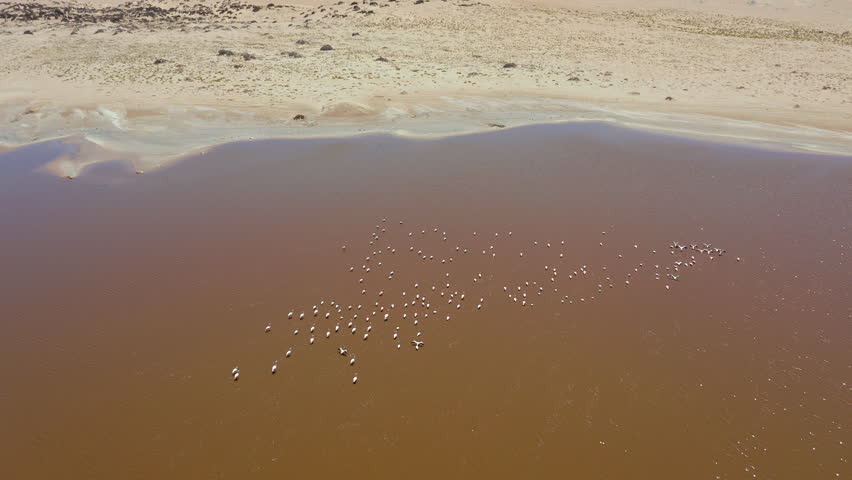 Bird’s-eye view of flamingos in flight after taking off from a remote lake in Namibia’s Luderitz region