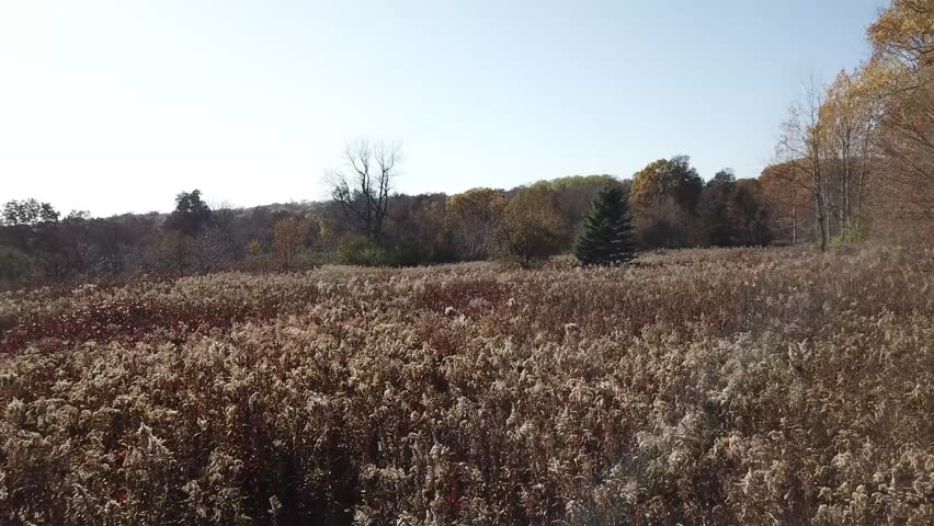 A broad autumn meadow filled with dry wildflowers stretches toward a colorful tree line. The landscape captures the late-season transition in a rural natural setting.