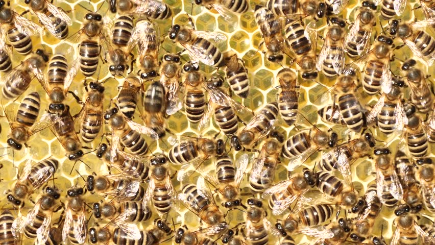 New honeycombs with nectar and honey.
The beginning of active work of bees.
Bees fill honeycombs made of wax with nectar and honey.
