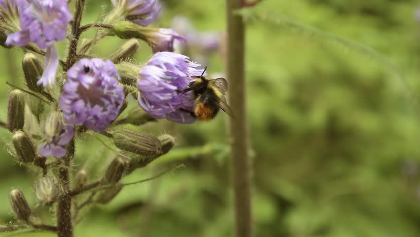 Bumblebee from behind pollinates a purple flower in close-up footage, its textured wings and back in focus as it works on vibrant petals amid subtle background blur.