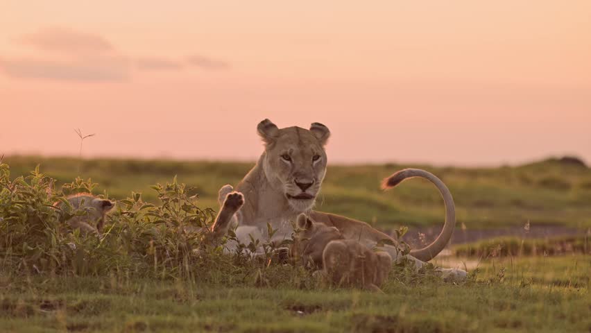 Lioness and Lion Cubs at Sunset in Africa in Serengeti National Park, Low Angle Shot of Beautiful Golden Orange Sky and Dramatic Sunlight, African Wildlife of Lions in Tanzania on Safari