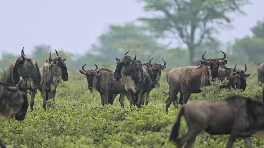 Wildebeest Herd Migration in Africa Migrating in Serengeti in Tanzania, Large Group of Wildebeest Migrating on Great Migration in Africa in Serengeti National Park on African Wildlife Animals Safari