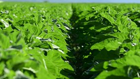 video of a field with growing sunflowers - Powered by Shutterstock - Get 15% off with code: PIKWIZARD15