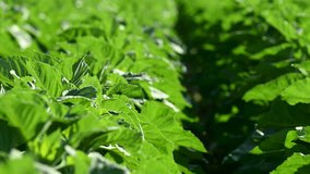 video of a field with growing sunflowers - Powered by Shutterstock - Get 15% off with code: PIKWIZARD15