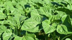 video of a field with growing sunflowers - Powered by Shutterstock - Get 15% off with code: PIKWIZARD15