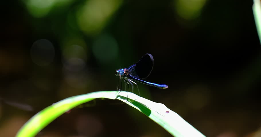 beautiful dragonfly in the forest