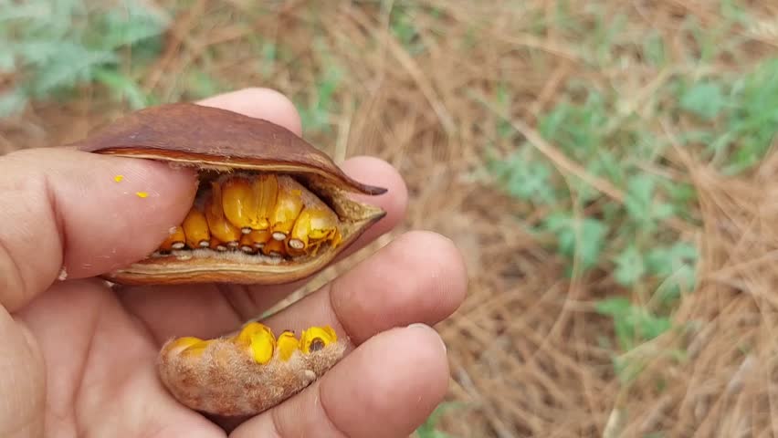 A hand holding a dried seed pod of Brachychiton populneus, with numerous round orange-yellow seeds inside, each marked with a small white dot