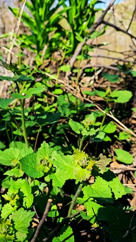 Enjoy a delightful nature hike and walk beside vibrant fritillaries in the wild.
📍 Hawraman, Sarvabad - Kurdistan 