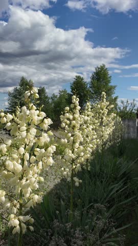 Yuccas are blooming. Green Yucca gloriosa plants with white flowers in the garden in summer. Green Yucca gloriosa plants with white flowers in the garden in summer