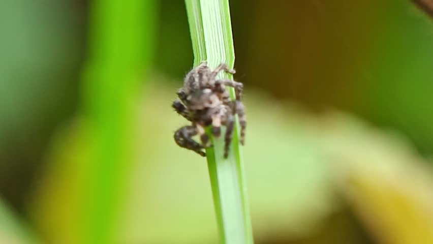 A tiny jumping spider perched on a vibrant green blade of grass. Intricate details of this small arachnid in its natural habitat.