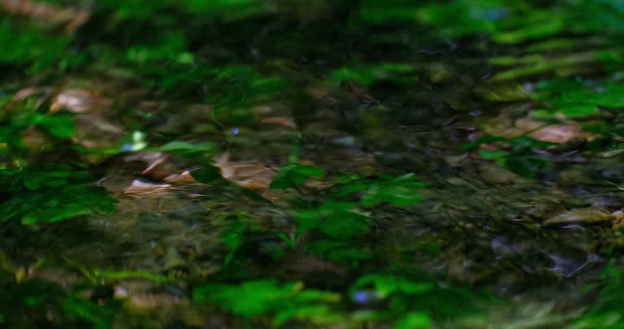 beautiful river in the forest